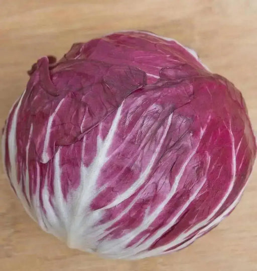 Rossa di Verona" Radicchio SEEDS (Italian Chicory) - Caribbean garden seed