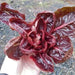Rossa di Verona" Radicchio SEEDS (Italian Chicory) - Caribbean garden seed