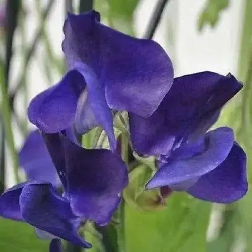 Royal Navy , ANNUAL Sweet Peas Seeds - Lathyrus Odoratus , Flowers Vine - Caribbean garden seed