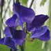 Royal Navy , ANNUAL Sweet Peas Seeds - Lathyrus Odoratus , Flowers Vine - Caribbean garden seed