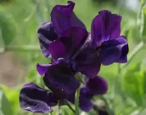 Royal Navy , ANNUAL Sweet Peas Seeds - Lathyrus Odoratus , Flowers Vine - Caribbean garden seed