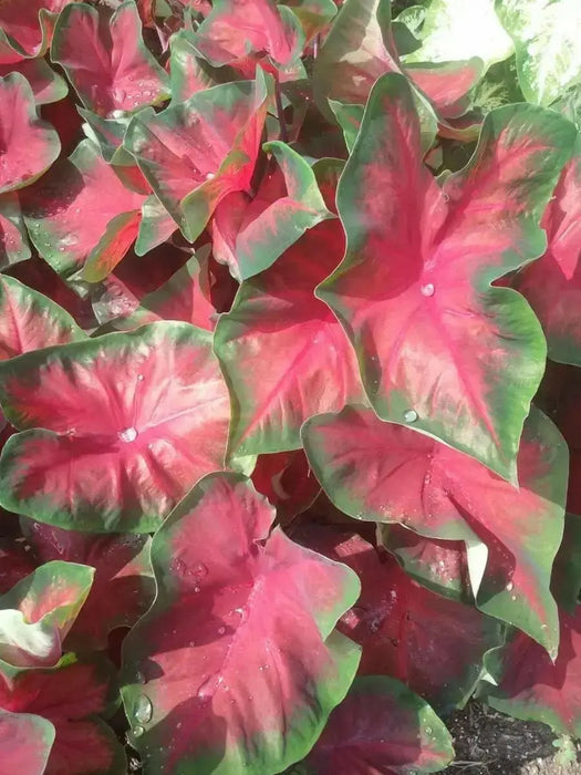 Royal Flush Red Fancy Leaf Caladium Bulbs - Caribbean garden seed
