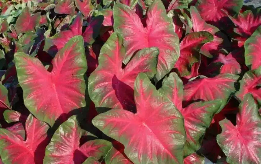 Royal Flush Red Fancy Leaf Caladium Bulbs - Caribbean garden seed