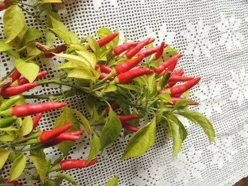 Rooster Spur (Capsicum annuum) 30 Seeds - Caribbean garden seed