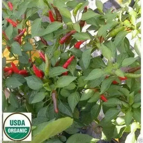 Rooster Spur (Capsicum annuum) 30 Seeds - Caribbean garden seed