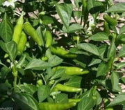 Rooster Spur (Capsicum annuum) 30 Seeds - Caribbean garden seed