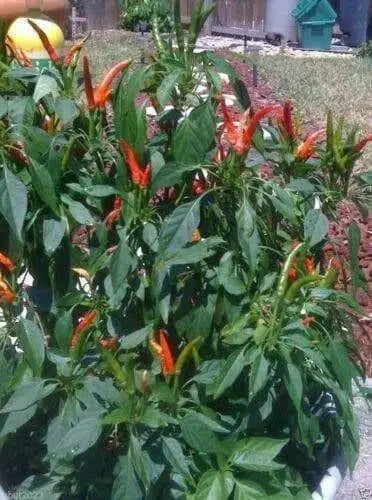 Rooster Spur (Capsicum annuum) 30 Seeds - Caribbean garden seed