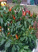 Rooster Spur (Capsicum annuum) 30 Seeds - Caribbean garden seed