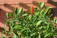 Rooster Spur (Capsicum annuum) 30 Seeds - Caribbean garden seed