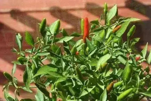 Rooster Spur (Capsicum annuum) 30 Seeds - Caribbean garden seed
