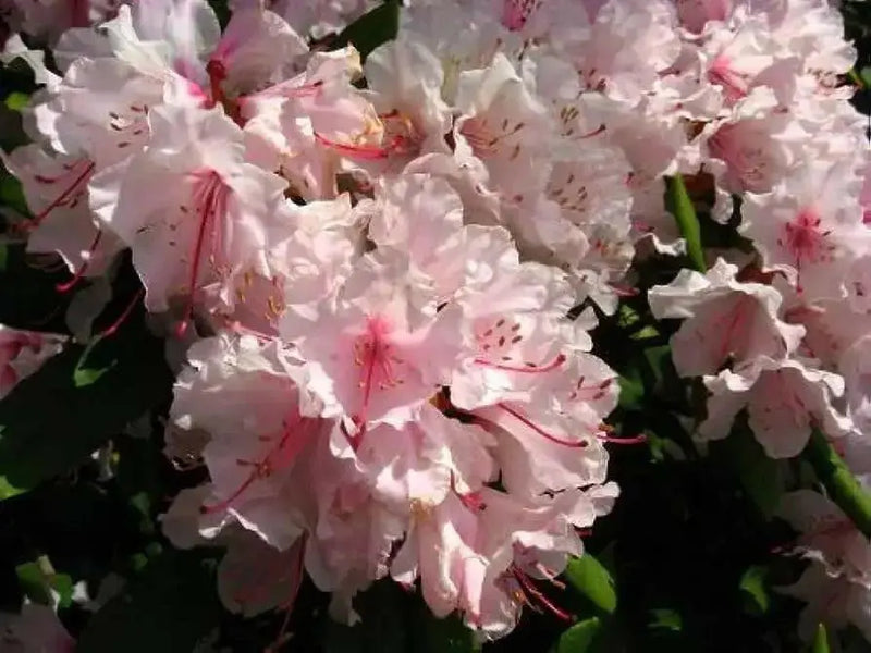 ROYAL AZALEA Seeds, FLOWERING TREE - Caribbean garden seed