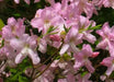 ROYAL AZALEA Seeds, FLOWERING TREE - Caribbean garden seed