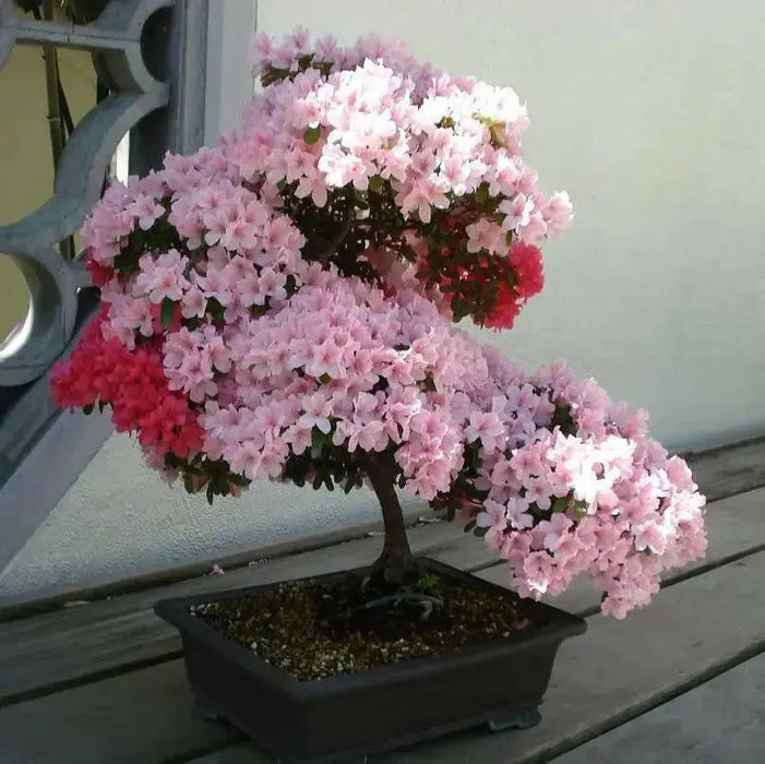 ROYAL AZALEA Seeds, FLOWERING TREE - Caribbean garden seed