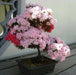 ROYAL AZALEA Seeds, FLOWERING TREE - Caribbean garden seed