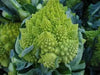 Romanesco Cauliflower Seeds, ANNUAL VEGETABLE - Caribbean garden seed