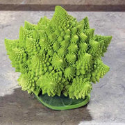 Romanesco Cauliflower Seeds, ANNUAL VEGETABLE - Caribbean garden seed