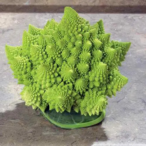 Romanesco Cauliflower Seeds, ANNUAL VEGETABLE - Caribbean garden seed