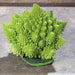 Romanesco Cauliflower Seeds, ANNUAL VEGETABLE - Caribbean garden seed