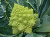 Romanesco Cauliflower Seeds, ANNUAL VEGETABLE - Caribbean garden seed