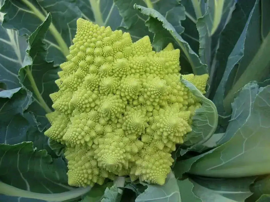 Romanesco Cauliflower Seeds, ANNUAL VEGETABLE - Caribbean garden seed
