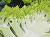 Romanesco Cauliflower Seeds, ANNUAL VEGETABLE - Caribbean garden seed