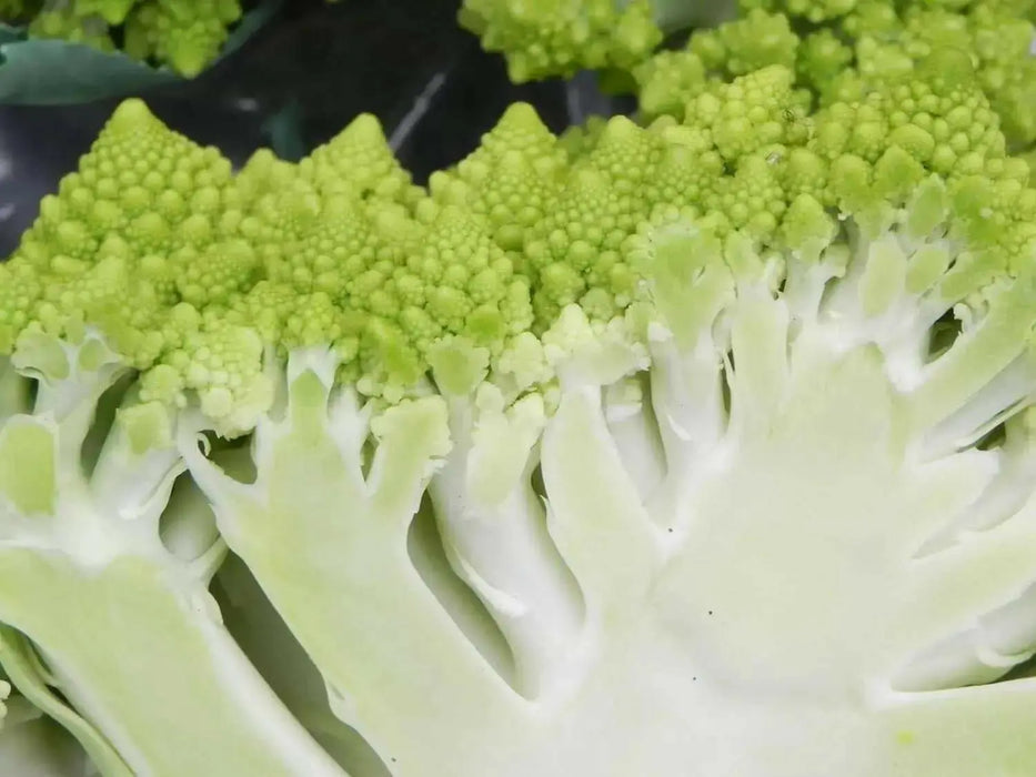 Romanesco Cauliflower Seeds, ANNUAL VEGETABLE - Caribbean garden seed