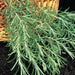 ROSEMARY SEEDS: (Rosemarinus Officinalis)  Perennial herb - Caribbean garden seed