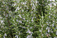ROSEMARY SEEDS: (Rosemarinus Officinalis)  Perennial herb - Caribbean garden seed