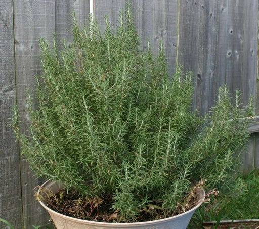ROSEMARY HERB live plant (Rosemarinus Officinalis)  4' pot - Caribbean garden seed