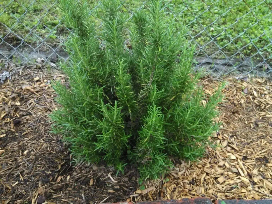 ROSEMARY HERB live plant (Rosemarinus Officinalis)  4' pot - Caribbean garden seed