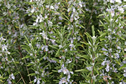 ROSEMARY HERB live plant (Rosemarinus Officinalis)  4' pot - Caribbean garden seed