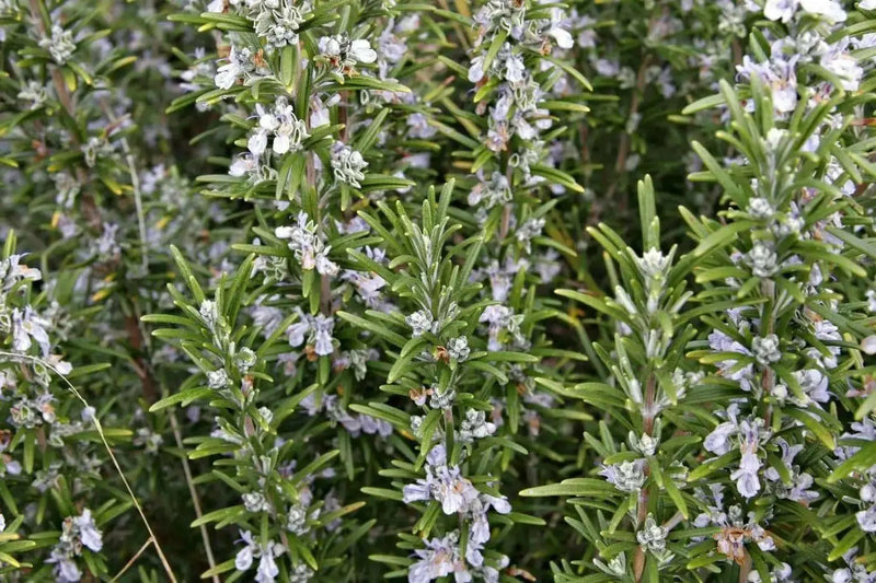 ROSEMARY HERB live plant (Rosemarinus Officinalis)  4' pot - Caribbean garden seed