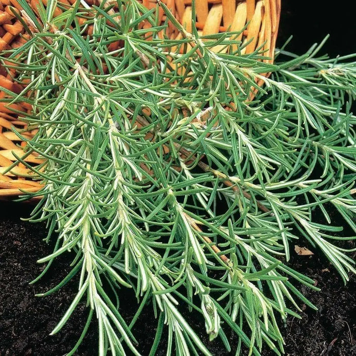 ROSEMARY HERB live plant (Rosemarinus Officinalis)  4' pot - Caribbean garden seed