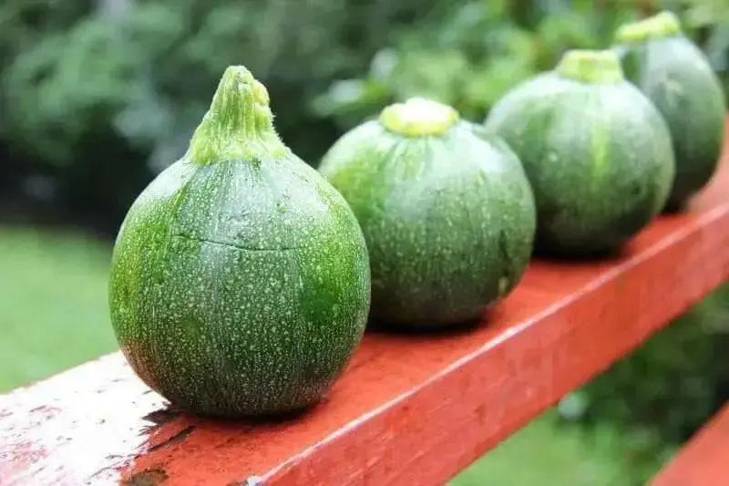Round Zucchini Seeds  ,SUMMER SQUASH,HEIRLOOM vegetables, ! - Caribbean garden seed
