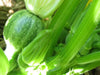 Round Zucchini Seeds  ,SUMMER SQUASH,HEIRLOOM vegetables, ! - Caribbean garden seed