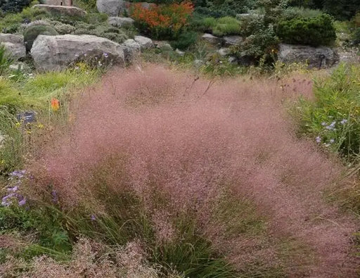 RUBY MUHLY SEED ,Ornamental Grass - Caribbean garden seed