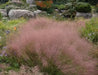 RUBY MUHLY SEED ,Ornamental Grass - Caribbean garden seed
