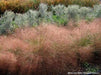 RUBY MUHLY SEED ,Ornamental Grass - Caribbean garden seed