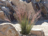 RUBY MUHLY SEED ,Ornamental Grass - Caribbean garden seed