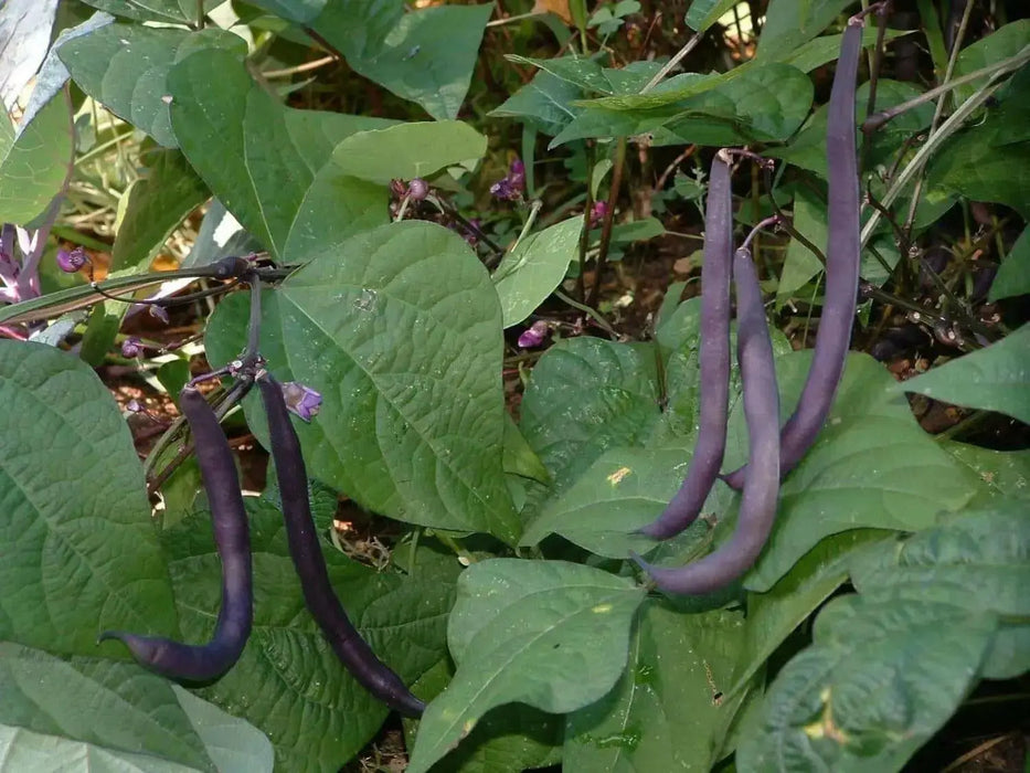 Royalty Purple Pod - Bush Bean - Caribbean garden seed
