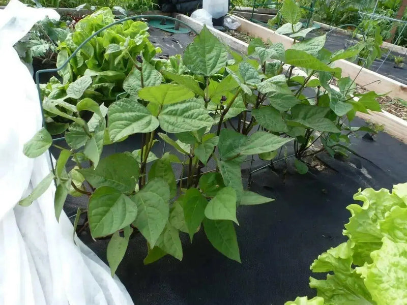 Royalty Purple Pod - Bush Bean - Caribbean garden seed