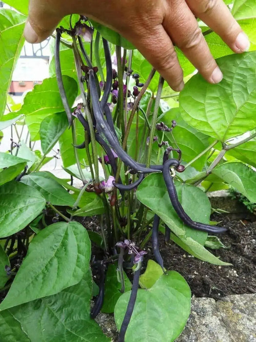 Royalty Purple Pod - Bush Bean - Caribbean garden seed