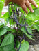 Royalty Purple Pod - Bush Bean - Caribbean garden seed