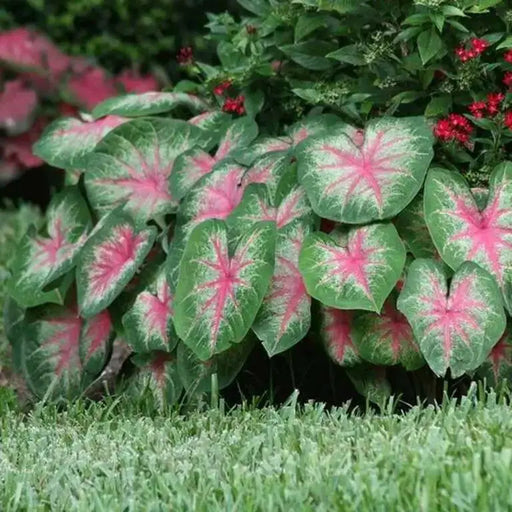 Rosebud Caladium Bulbs,Tropical Foliage Plant - Caribbean garden seed