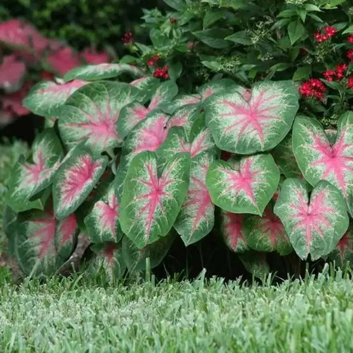 Rosebud Caladium Bulbs,Tropical Foliage Plant - Caribbean garden seed