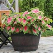 Rosebud Caladium Bulbs,Tropical Foliage Plant - Caribbean garden seed