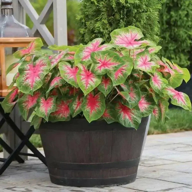 Rosebud Caladium Bulbs,Tropical Foliage Plant - Caribbean garden seed