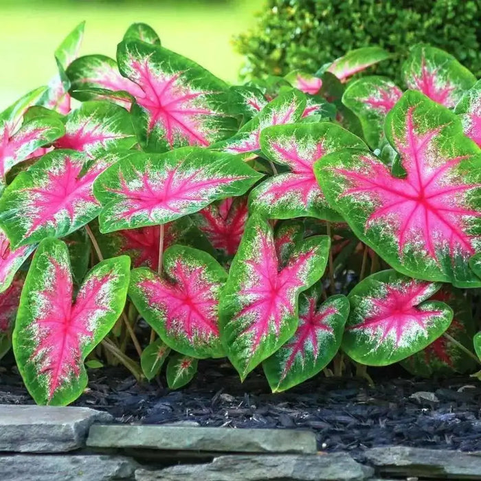 Rosebud Caladium Bulbs,Tropical Foliage Plant - Caribbean garden seed