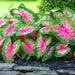 Rosebud Caladium Bulbs,Tropical Foliage Plant - Caribbean garden seed