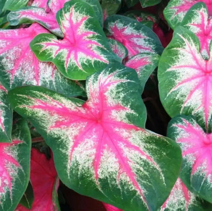 Rosebud Caladium Bulbs,Tropical Foliage Plant - Caribbean garden seed